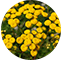 Helichrysum